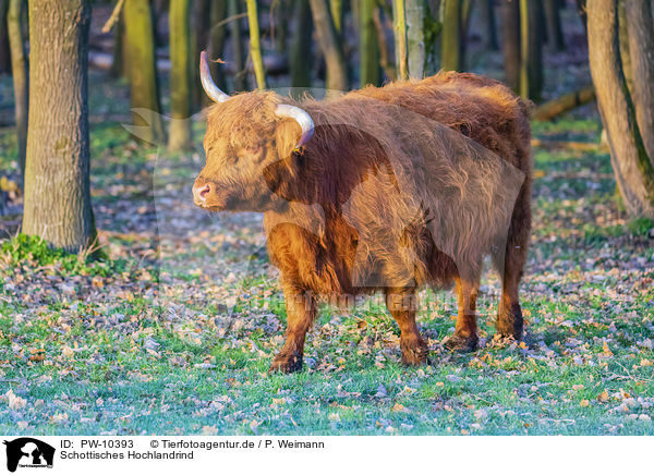 Schottisches Hochlandrind / Highland Cattle / PW-10393