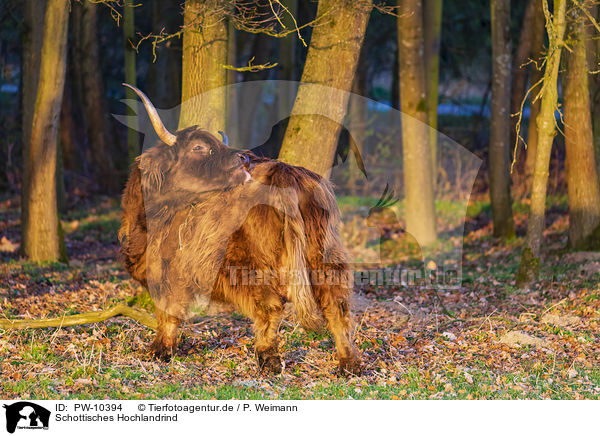 Schottisches Hochlandrind / Highland Cattle / PW-10394