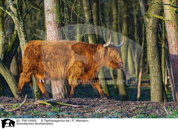 Schottisches Hochlandrind / Highland Cattle / PW-10400