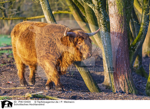 Schottisches Hochlandrind / Highland Cattle / PW-10404