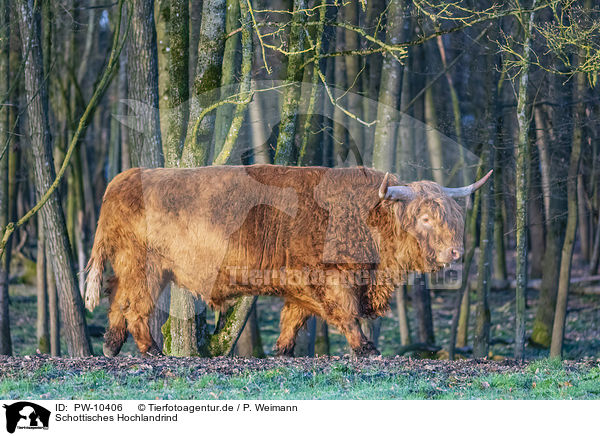 Schottisches Hochlandrind / Highland Cattle / PW-10406