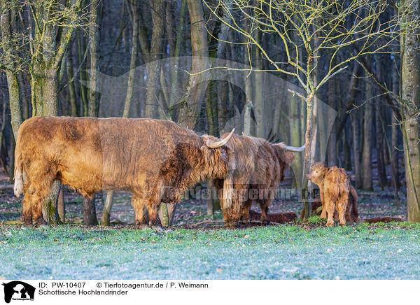 Schottische Hochlandrinder / Highland Cattle / PW-10407