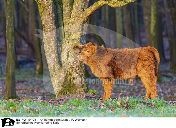 Schottisches Hochlandrind Kalb / Highland Cattle calf / PW-10408
