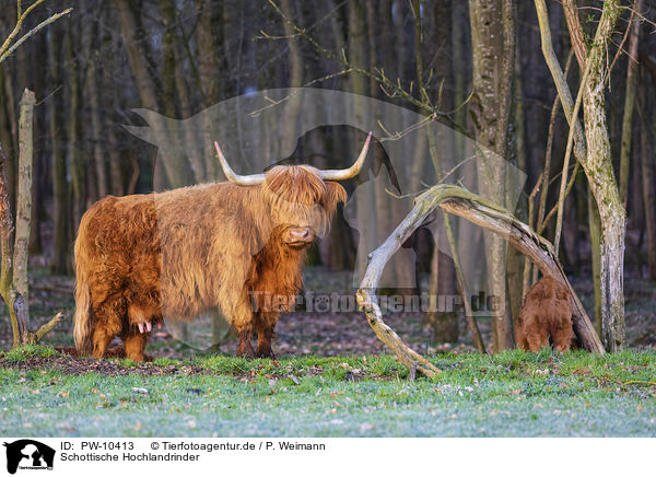 Schottische Hochlandrinder / Highland Cattle / PW-10413