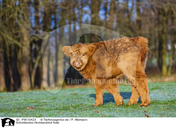 Schottisches Hochlandrind Kalb / Highland Cattle calf / PW-10423