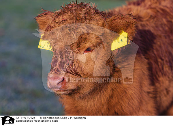Schottisches Hochlandrind Kalb / Highland Cattle calf / PW-10425