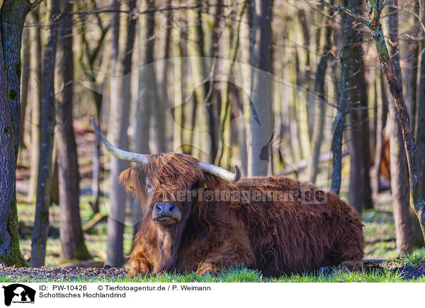 Schottisches Hochlandrind / Highland Cattle / PW-10426