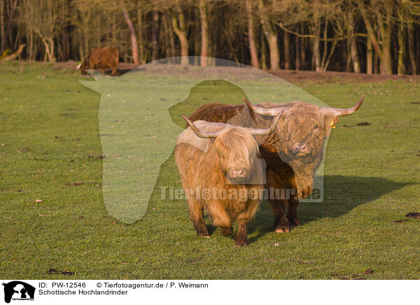 Schottische Hochlandrinder / Highland Cattle / PW-12546