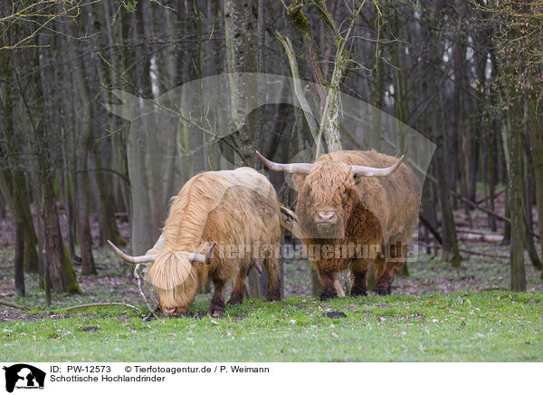 Schottische Hochlandrinder / Highland Cattle / PW-12573
