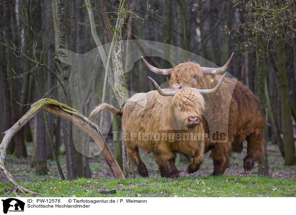 Schottische Hochlandrinder / Highland Cattle / PW-12576