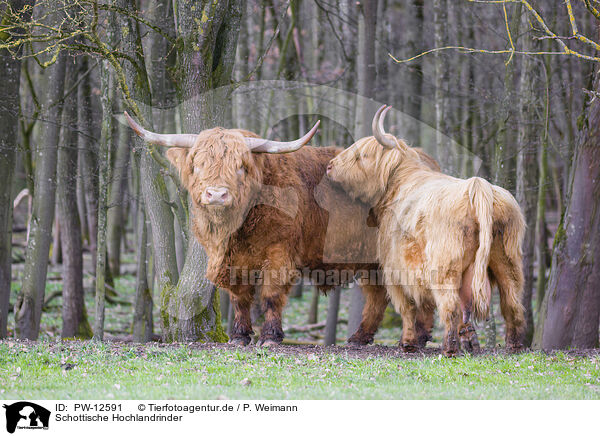 Schottische Hochlandrinder / Highland Cattle / PW-12591