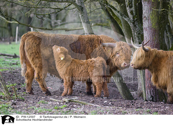 Schottische Hochlandrinder / Highland Cattle / PW-12597