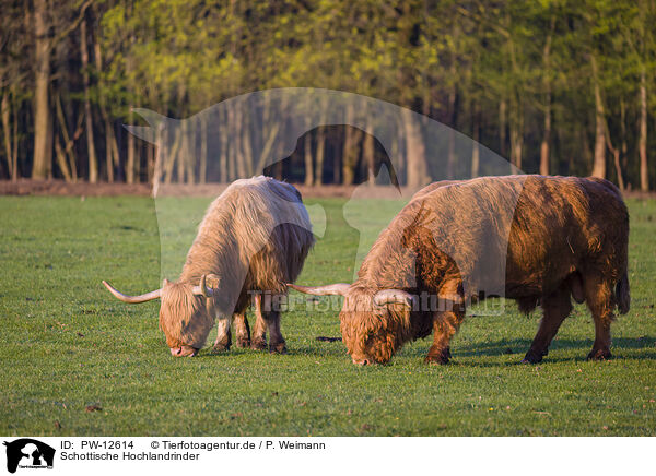 Schottische Hochlandrinder / Highland Cattle / PW-12614