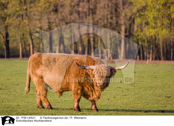 Schottisches Hochlandrind / Highland Cattle / PW-12621