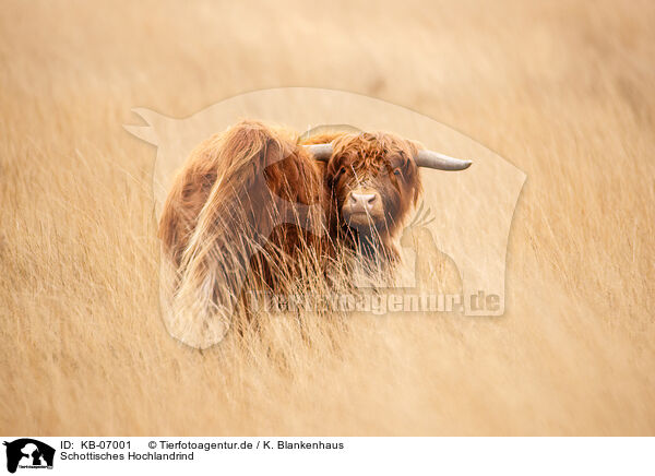 Schottisches Hochlandrind / Highland Cattle / KB-07001