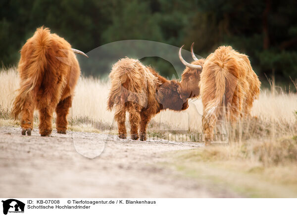 Schottische Hochlandrinder / Highland Cattle / KB-07008