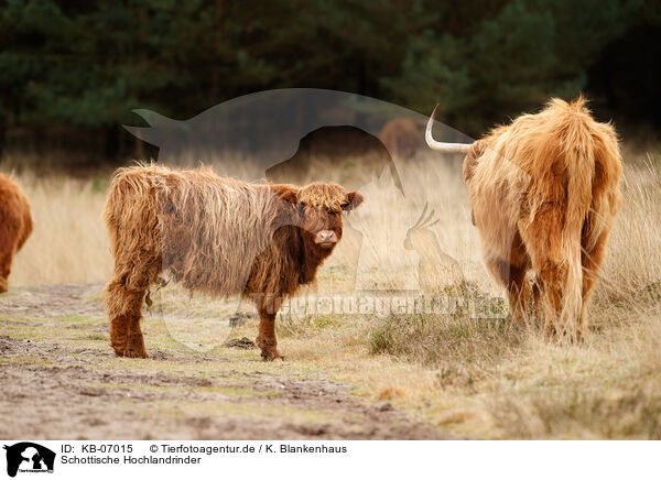 Schottische Hochlandrinder / Highland Cattle / KB-07015