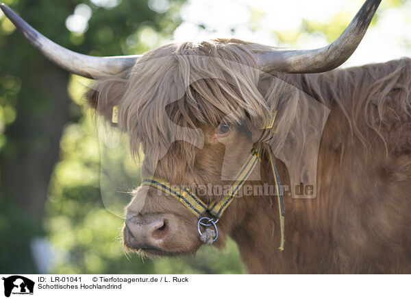 Schottisches Hochlandrind / Highland Cattle / LR-01041
