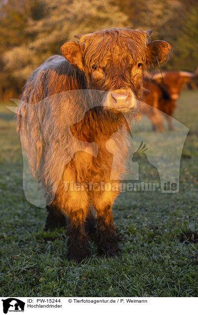 Hochlandrinder / Highland cattle / PW-15244