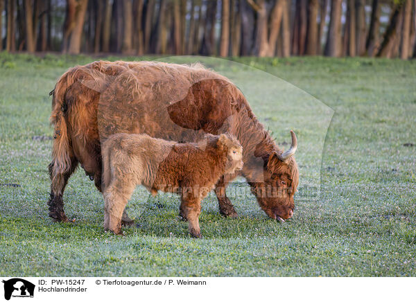 Hochlandrinder / Highland cattle / PW-15247