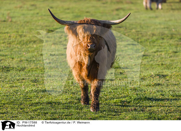 Hochlandrind / Highland cattle / PW-17588