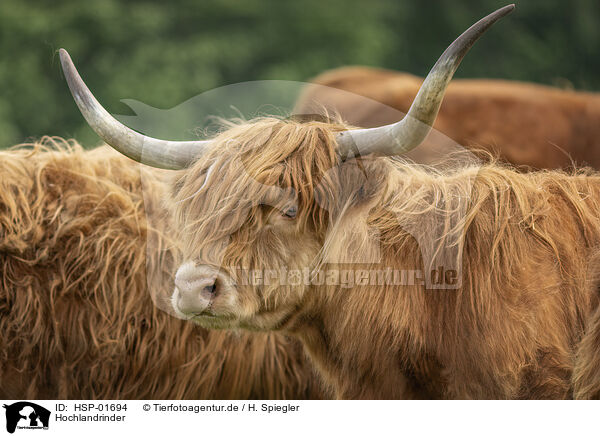 Hochlandrinder / Highland cattle / HSP-01694