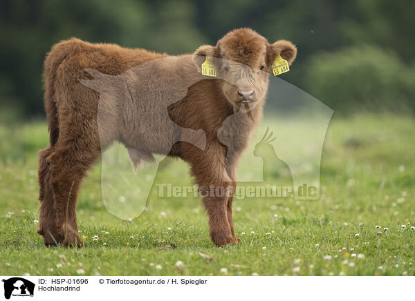 Hochlandrind / Highland cattle / HSP-01696