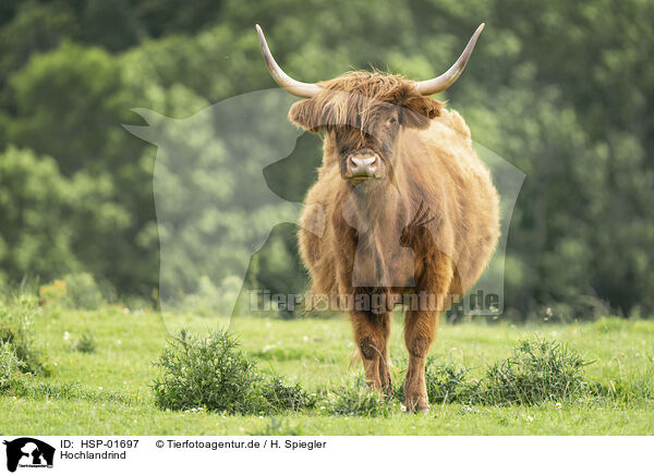 Hochlandrind / Highland cattle / HSP-01697