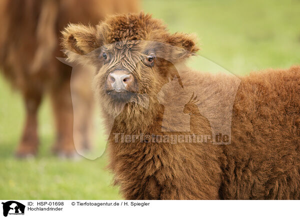 Hochlandrinder / Highland cattle / HSP-01698