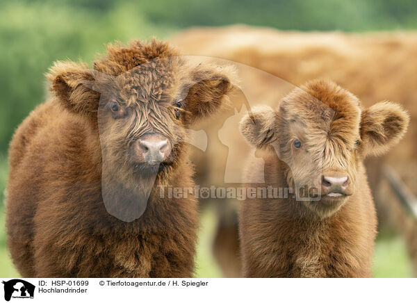 Hochlandrinder / Highland cattle / HSP-01699
