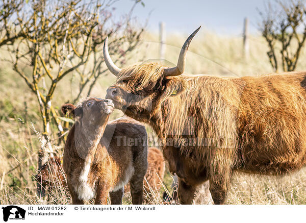 Hochlandrinder / Highland cattle / MAW-01282