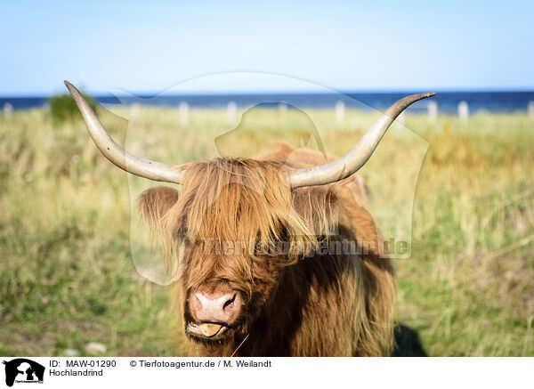 Hochlandrind / Highland cattle / MAW-01290