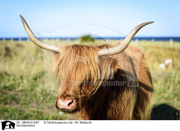 Hochlandrind / Highland cattle / MAW-01297