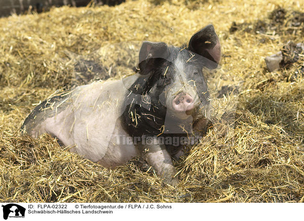 Schwbisch-Hllisches Landschwein / Swabian-Hall swine / FLPA-02322