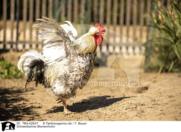 Schwedisches Blumenhuhn / TBA-02837