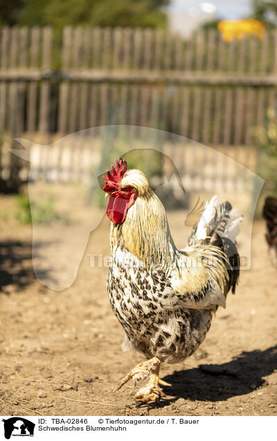 Schwedisches Blumenhuhn / TBA-02846