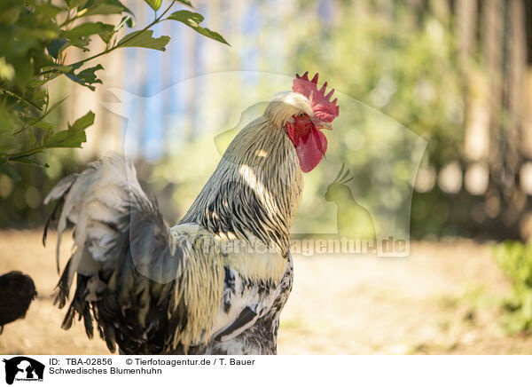 Schwedisches Blumenhuhn / TBA-02856