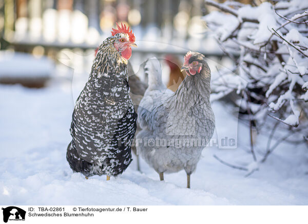 Schwedisches Blumenhuhn / TBA-02861