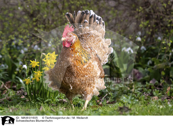 Schwedisches Blumenhuhn / MAW-01605