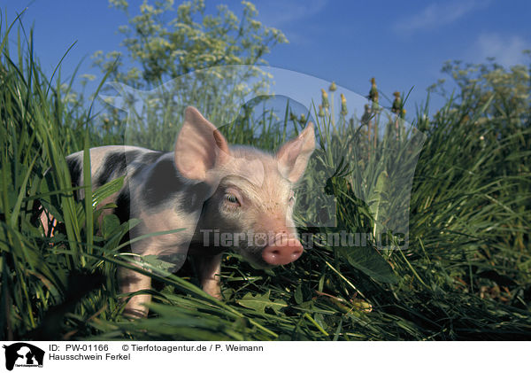 Hausschwein Ferkel / piglet / PW-01166