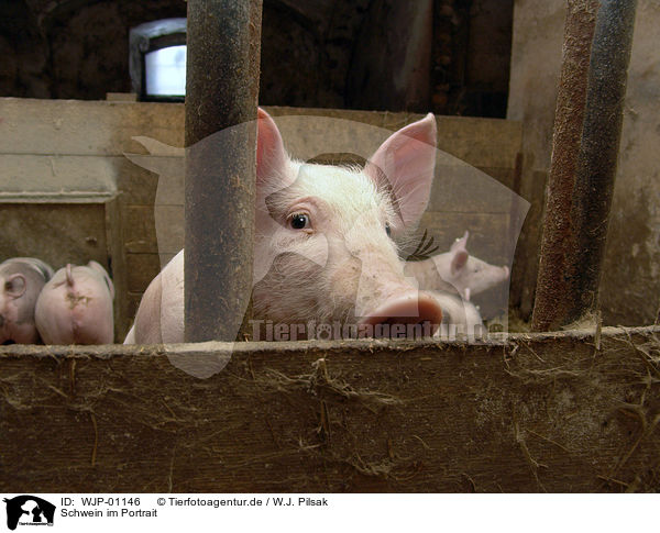 Schwein im Portrait / WJP-01146