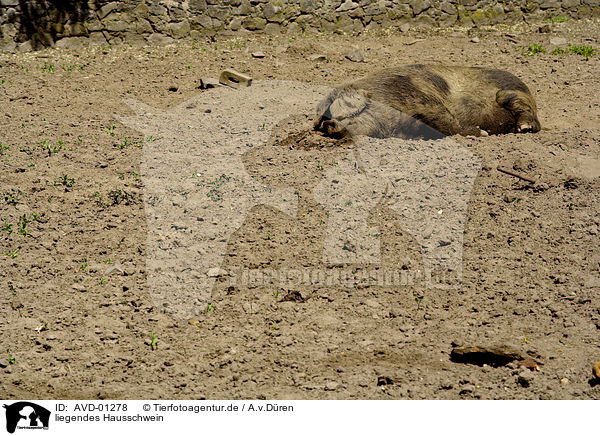 liegendes Hausschwein / lying pig / AVD-01278