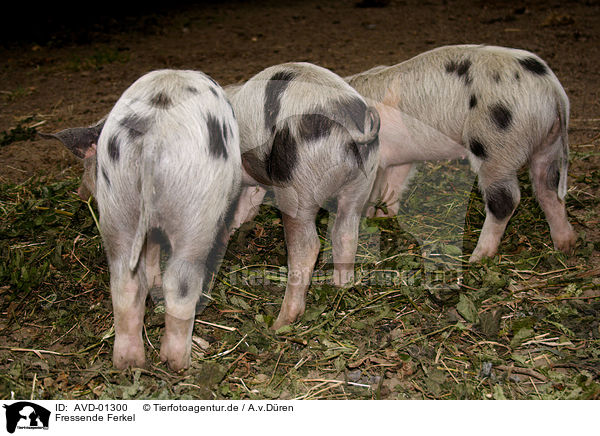 Fressende Ferkel / eating piglets / AVD-01300