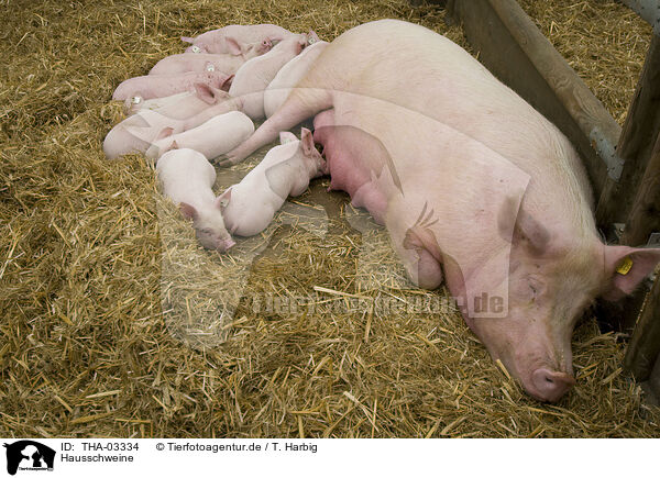 Hausschweine / domestic pigs / THA-03334