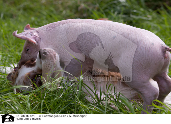 Hund und Schwein / dog and pig / AM-03724