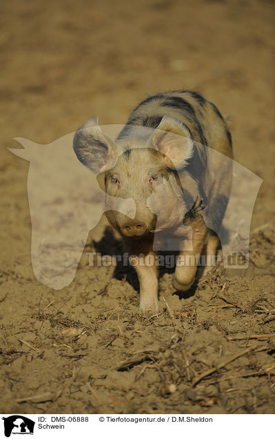 Schwein / pig / DMS-06888