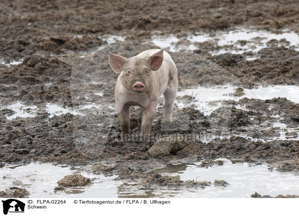 Schwein / pig / FLPA-02264