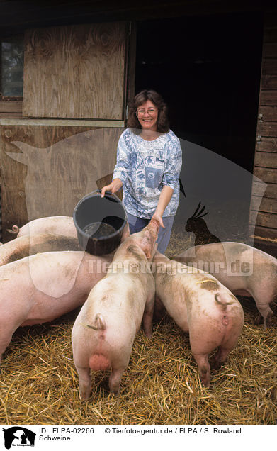 Schweine / pigs / FLPA-02266