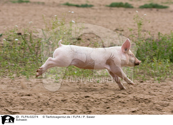 Schwein / pig / FLPA-02274