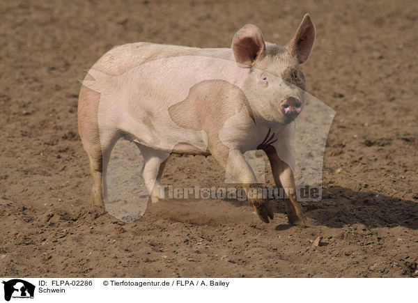 Schwein / pig / FLPA-02286
